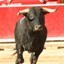 camarguebull2009