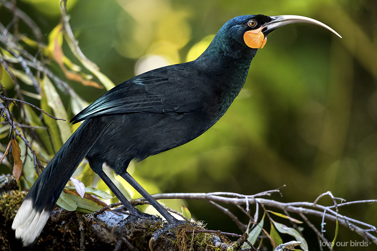 Huia1200x800_0.jpg