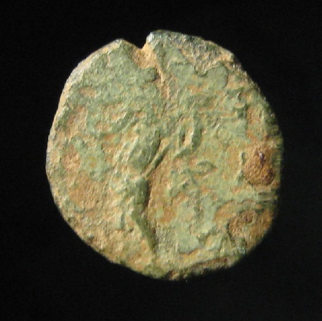 carausius 1 r.jpg