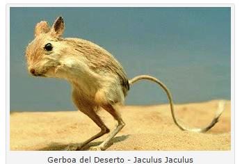 Gerboa.JPG.429c85e311be74e1496826fd9f5c8a58.JPG