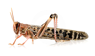 desert-locust-schistocerca-gregaria-3682781.jpg.1b8148a60c4f0cec0857cc7e5db8229b.jpg