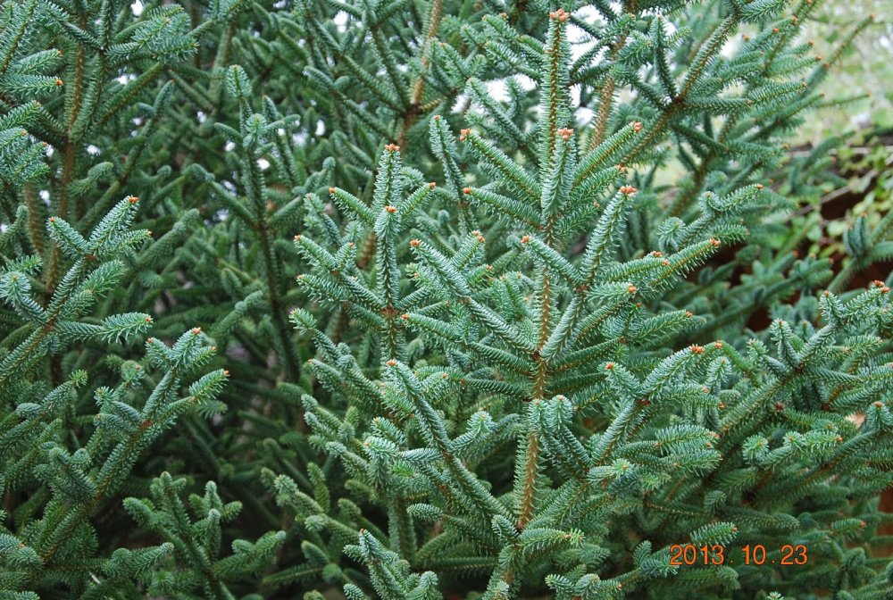 Abies pinsapo Malaga particolare.JPG