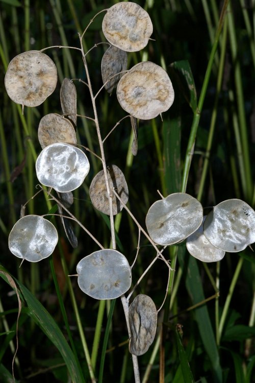 lunaria.thumb.jpg.228508580f9acdf301c20cb8b4c7e45e.jpg