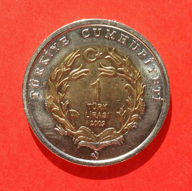 59e37440e05cc_Turchiatartaruga2.thumb.jpg.1f1e53c7875f7dfa04acc5beb263e896.jpg