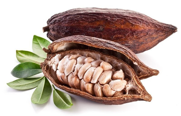 seme di cacao.jpg