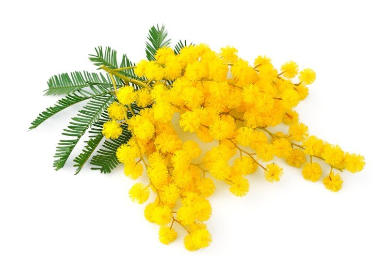 coltivare-mimosa.jpg.3e9d72cfb1fa2d3b7095fde0ab7b93eb.jpg