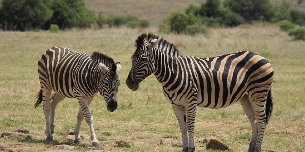 zebra.jpg