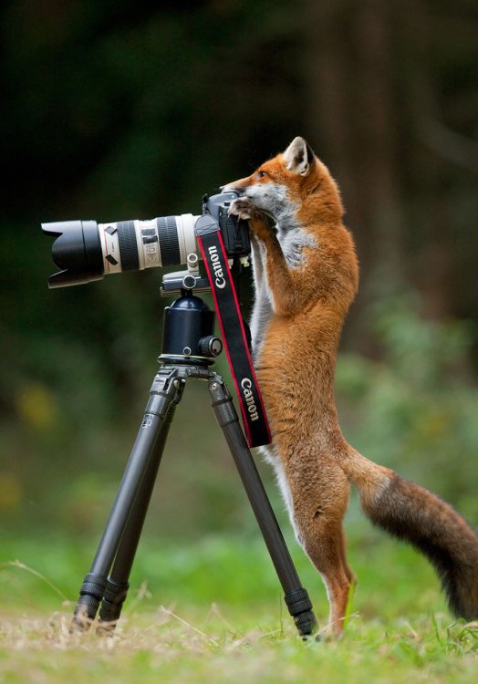 animali-con-macchina-fotografica-aiutano-fotografi-07.jpg