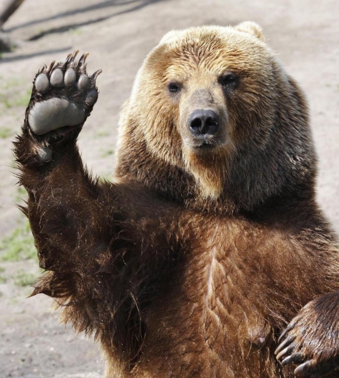 orso.thumb.jpg.870a6ec47ef41f00a0041d3ab5f202d1.jpg