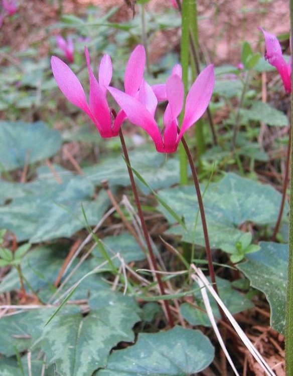 800px-Cyclamen_repandum.thumb.jpg.26c4bca911797d3715e624c4acc4be0c.jpg