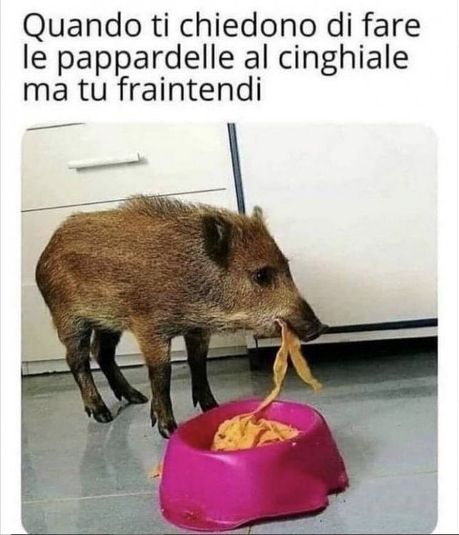 cinghiale.JPG