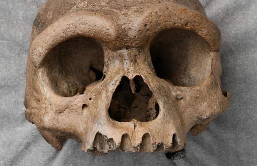 cranio-fossile-dell-uomo-drago-orig.jpg