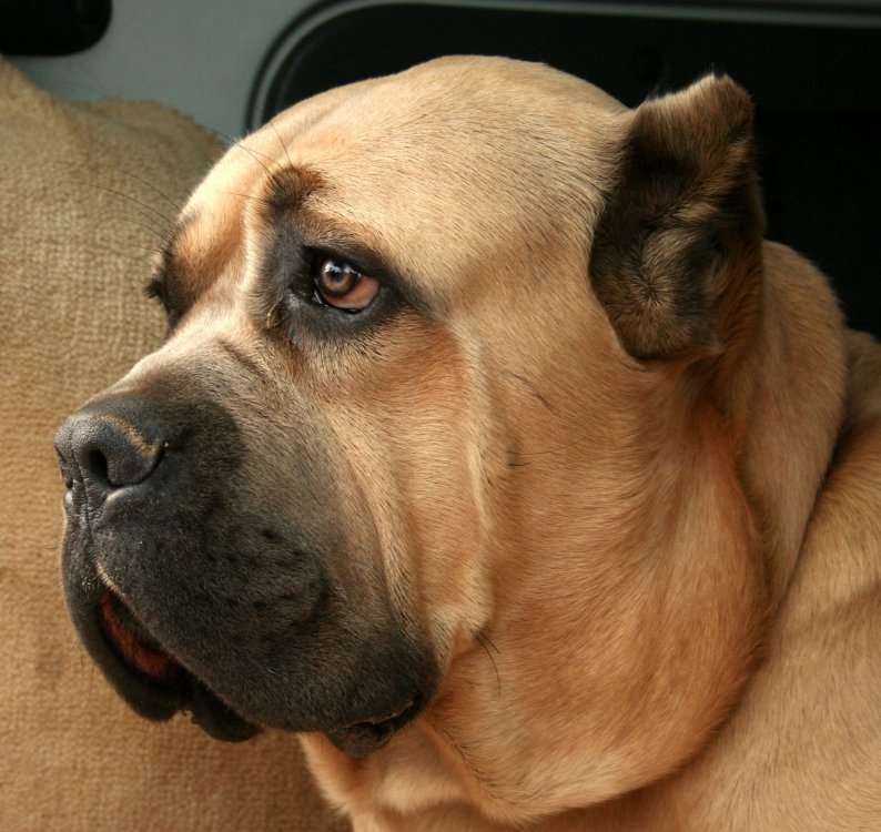 2048px-cane_corso_gc582owa_profil_493o.jpg