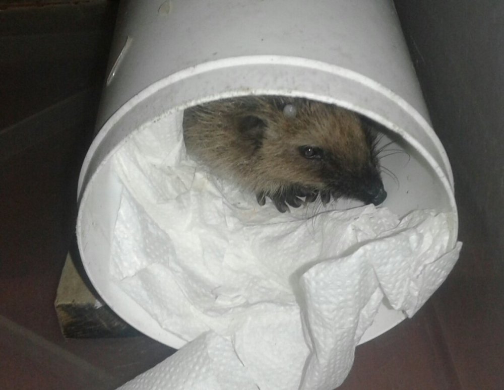 riccio con zecca.jpg