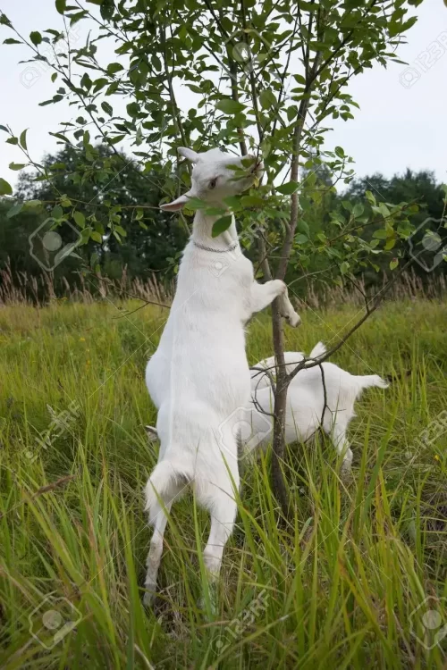 31760216-white-goat-eating-leaves-from-the-trees-in-summer.webp