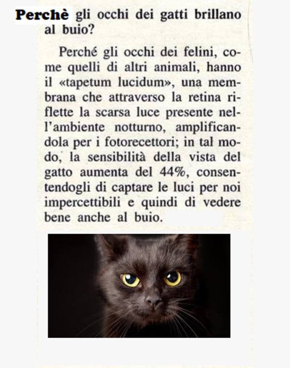 456778878_occhidelgattoforum.thumb.jpg.1ab433f5a8c982b6f891c280724114c1.jpg