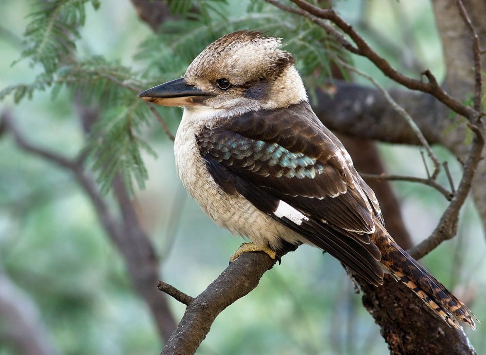 Kookaburra.thumb.jpg.0410e2f4a6a69441bdda63bd9edb9f27.jpg