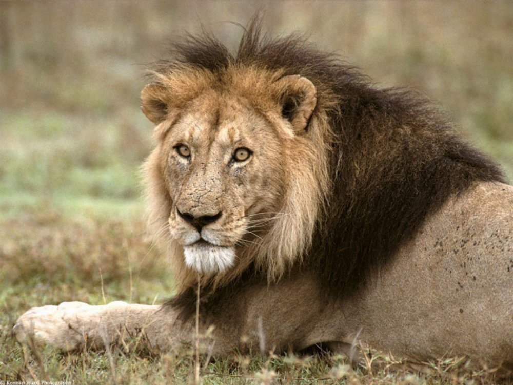 African-Lion-Tanzania-Africa-1-8S5JLQO6A2-1024x768.jpg