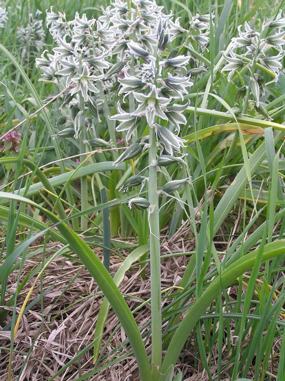 Ornithogalum_boucheanum_1.JPG