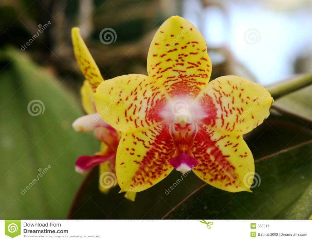 orchidea-gialla-forma-di-stella-668017.jpg