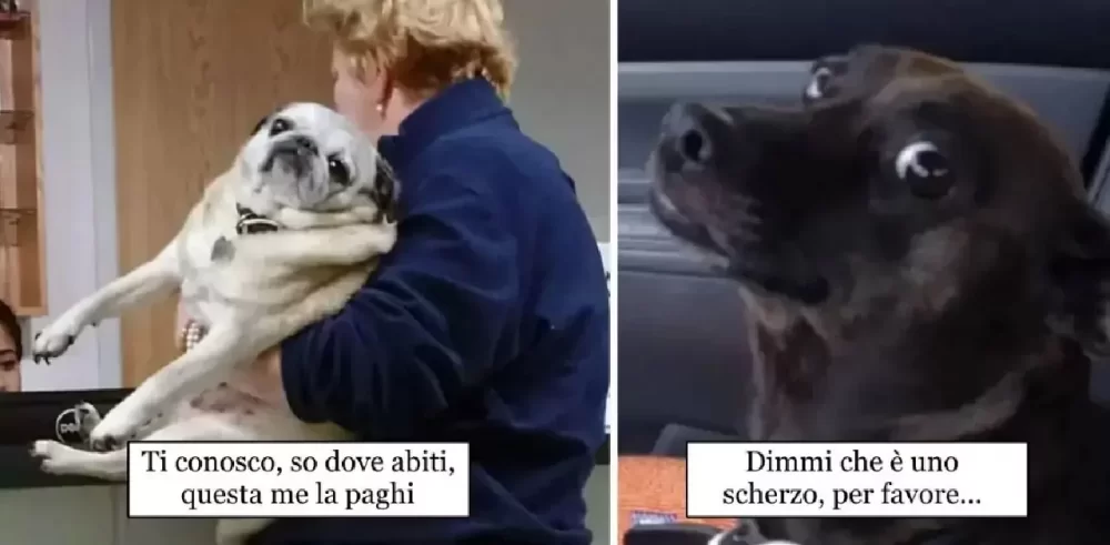 8-foto-di-cani-ingannati-con-promessa-del-parco-per-poi-essere-portati-dal-veterinario.webp