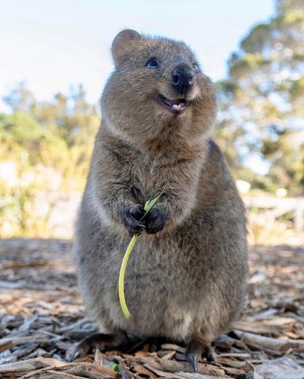 quokka-australiano-selfie-26.jpg