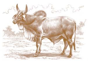 IMMAGINI_zebu_01.jpg.2aa548841b742a69858403583288d2ec.jpg