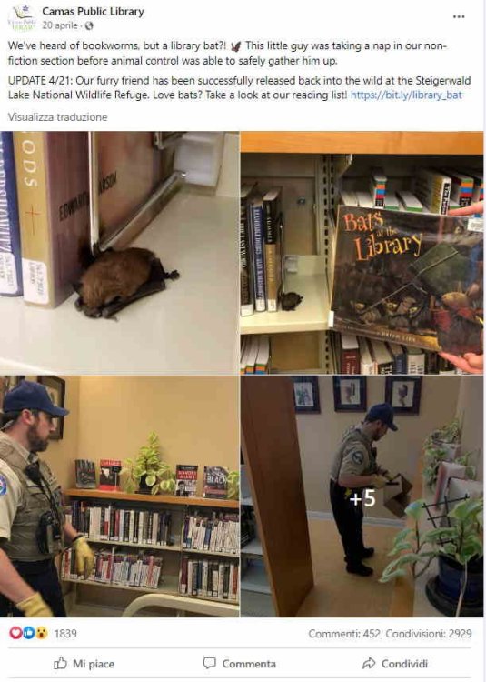 pipistrello_biblioteca_facebook.jpg