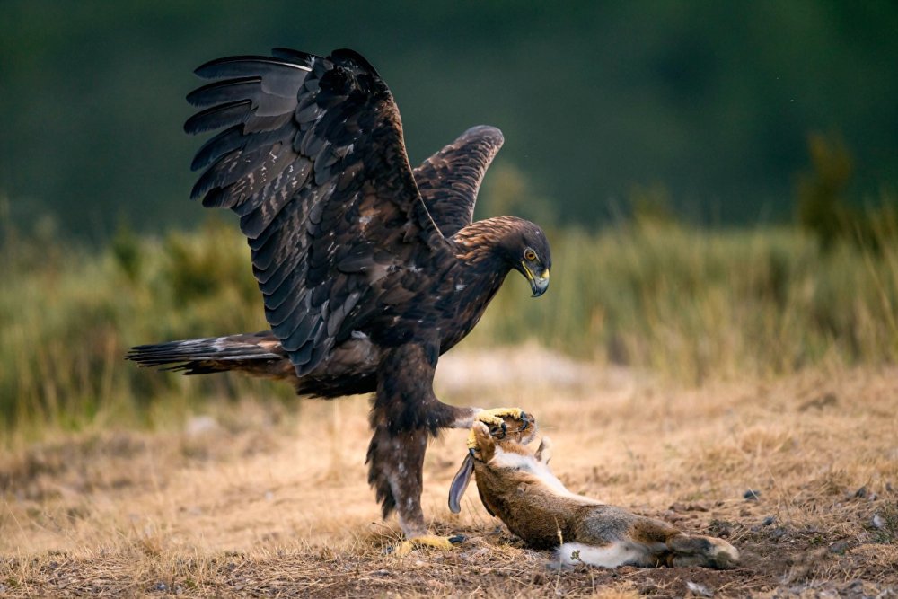 Eagles_Birds_Hares_Hunting_533956_1280x853.jpg