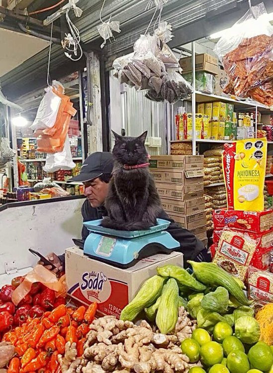 gatti-che-vivono-in-minimarket-bodega-cats-06.jpg