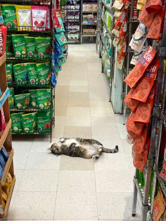 gatti-che-vivono-in-minimarket-bodega-cats-17.jpg