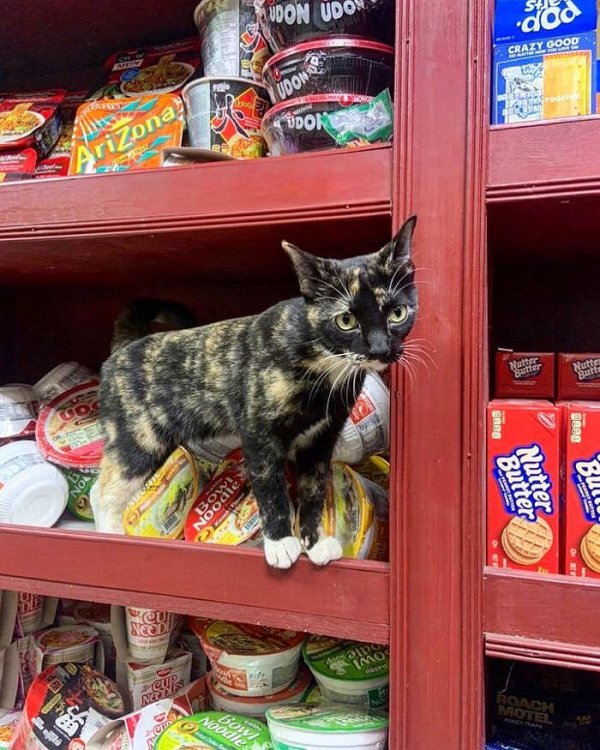 gatti-che-vivono-in-minimarket-bodega-cats-23.jpg