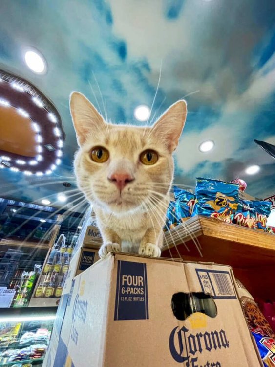 gatti-che-vivono-in-minimarket-bodega-cats-25.jpg