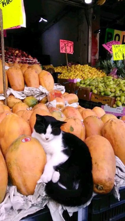gatti-che-vivono-in-minimarket-bodega-cats-27.jpg