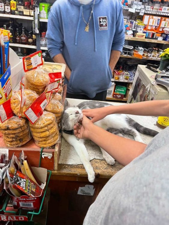 gatti-che-vivono-in-minimarket-bodega-cats-29.jpg