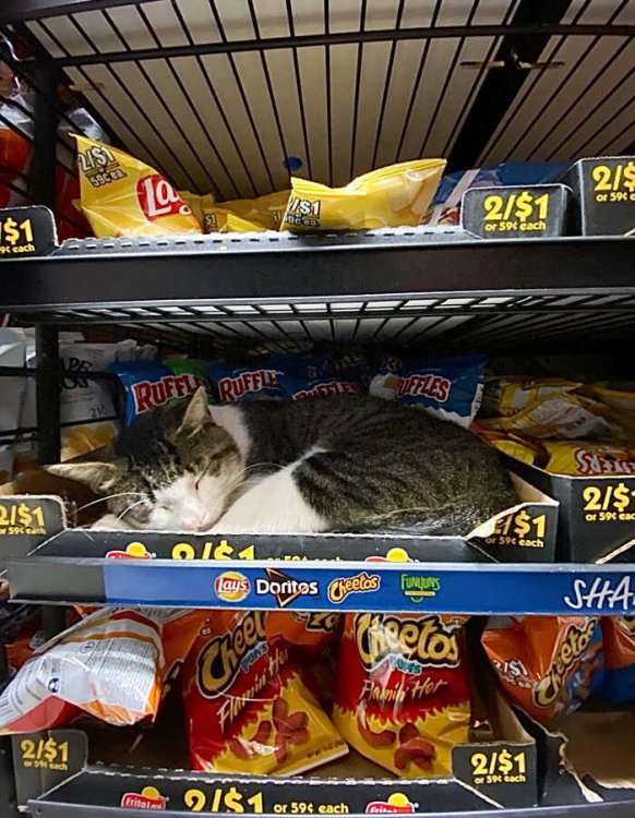 gatti-che-vivono-in-minimarket-bodega-cats-30.jpg