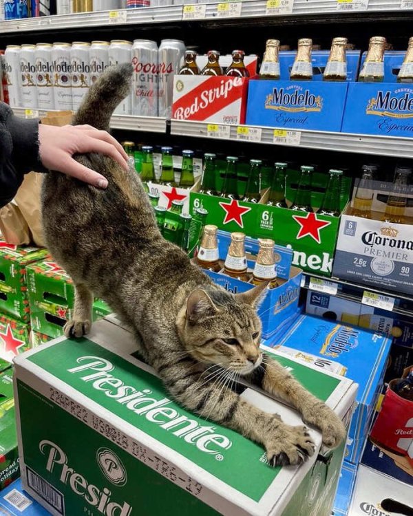 gatti-che-vivono-in-minimarket-bodega-cats-33.jpg