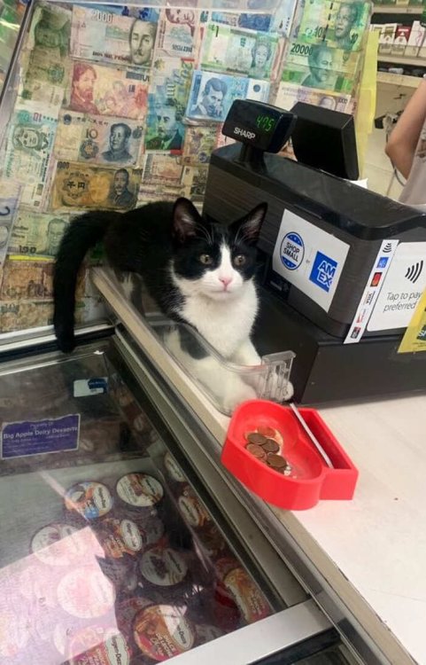 gatti-che-vivono-in-minimarket-bodega-cats-37.jpg