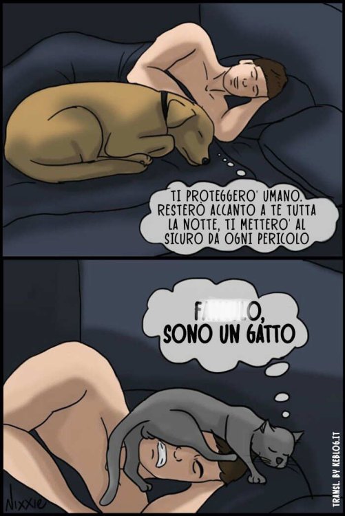 cani-gatti-differenze-vignette-divertenti-17~2.jpg