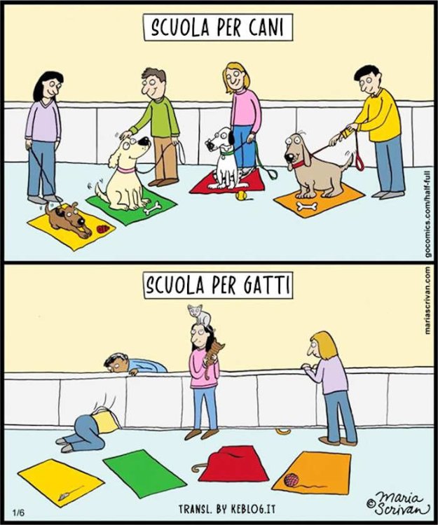 cani-gatti-differenze-vignette-divertenti-20.jpg