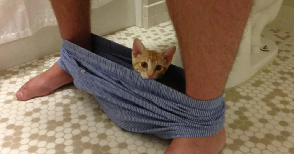 funny-cats-underwear-bathroom-fb.thumb.webp.b4160d79be114f9d3c1e74ee8f7f2305.webp