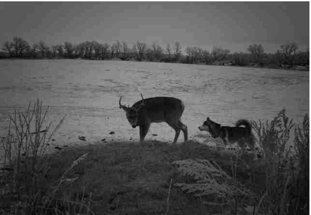 cane-e-cervo12-1024x707.jpg