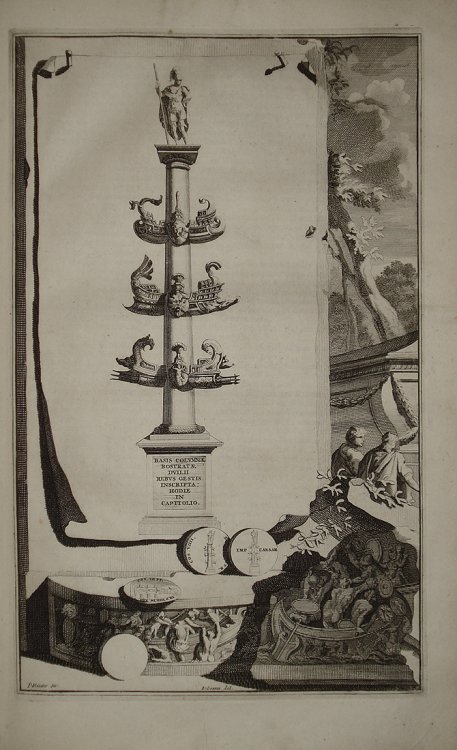 colonna_rostrata_halma_deseine (1).jpg