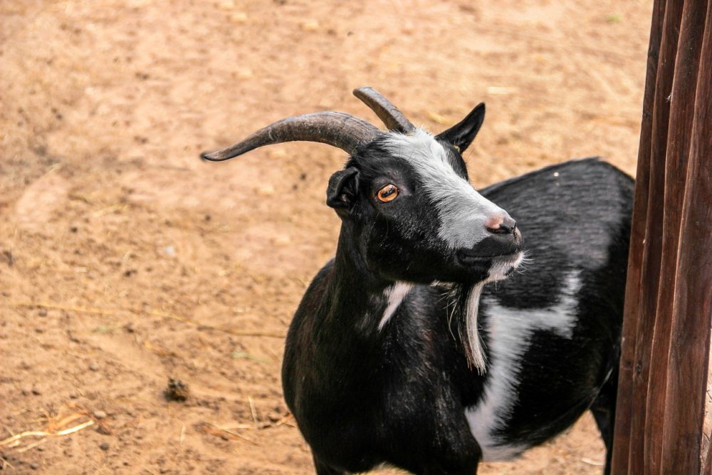 goat-4085686_1280.jpg