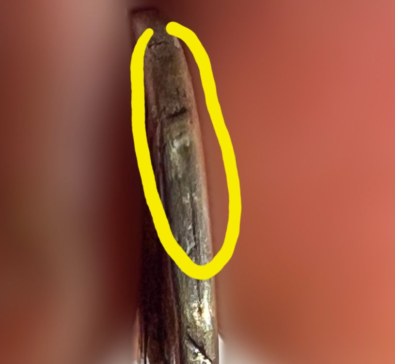 Screenshot_20230711_061101_Samsung Internet.jpg