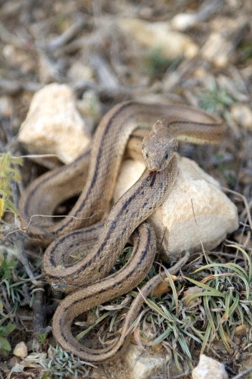 serpente-della-scaletta-21009016.jpg