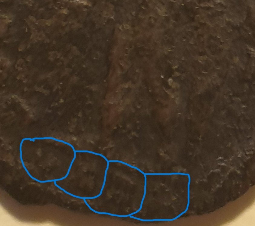 costantino esergo.jpg