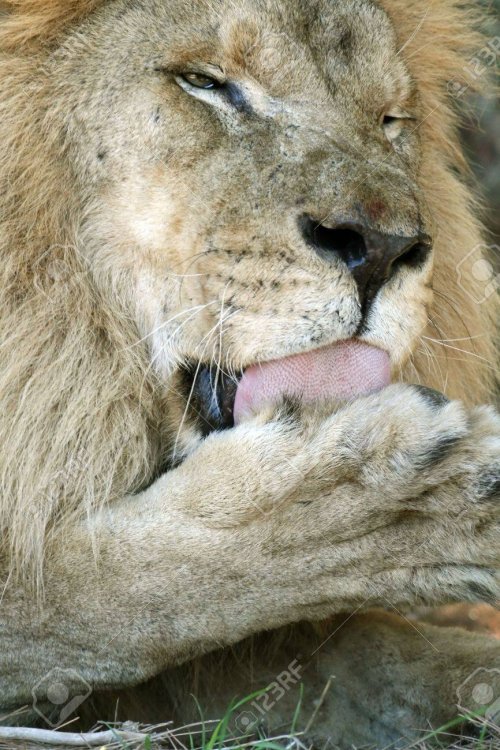 563263-male-lion-licking-his-paw.jpg
