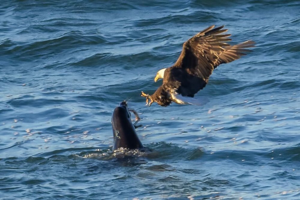 Bald-Eagle-dives-for-Pacific-Lamprey-in-the-Sea-Lions-mouth-by-Frank-Coster.jpeg
