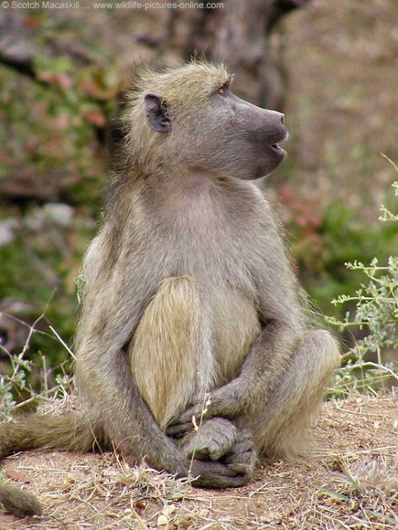 baboon0002.jpg